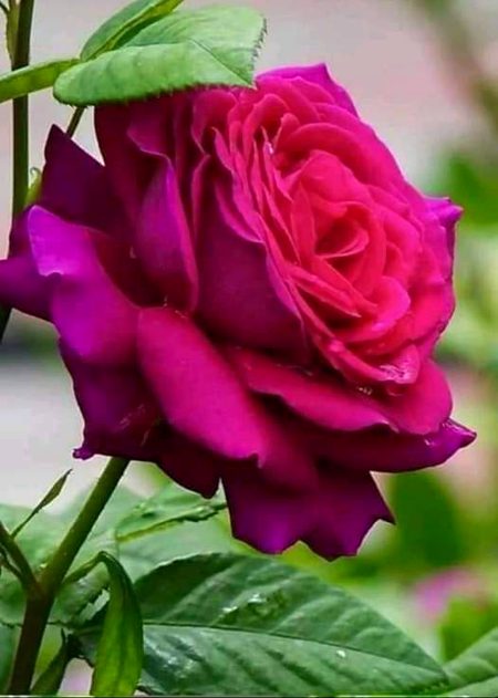 Beautiful Nature image