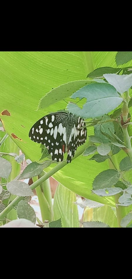 Butterfly in uni garden 
Nature lover💞