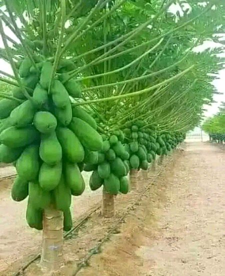 Beautiful Nature image