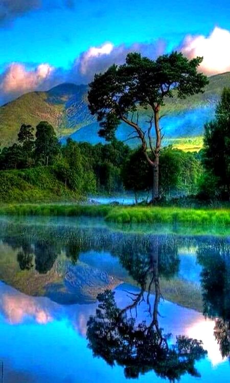 Sweetie NATURE