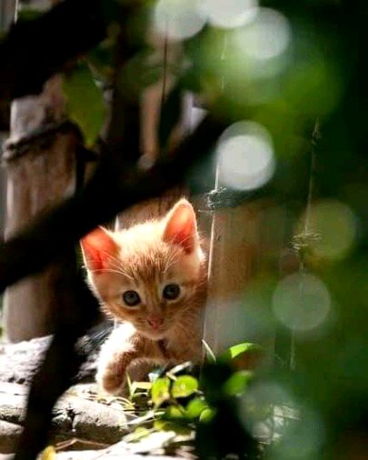 Beautiful Nature image