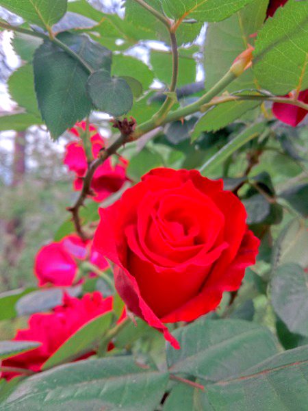 Beautiful Nature image