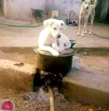 پاکستان میں ہر جگہ غریبوں کے حق پر ،ایک کتا بیٹہا ہیں ،بلکل اس طرح 🤬🤬🤬😕