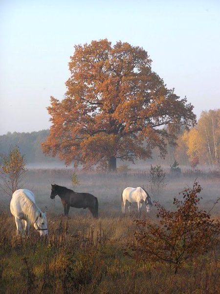 Beautiful Nature image