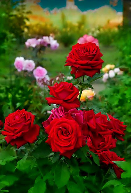 Beautiful Nature image