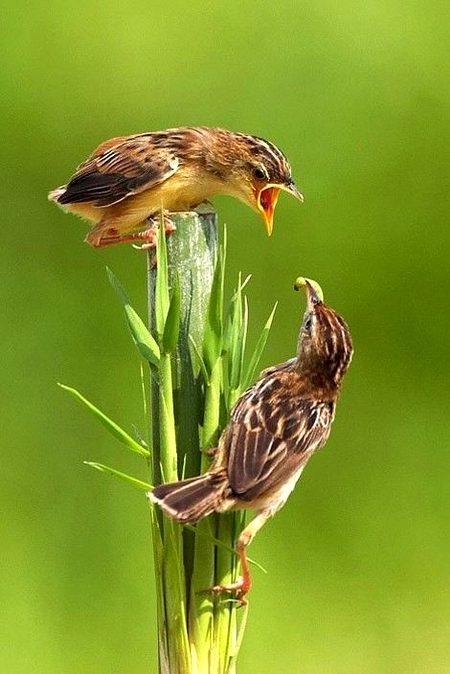 Beautiful Nature image