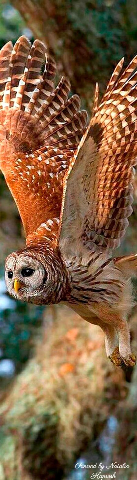 Beautiful Nature image