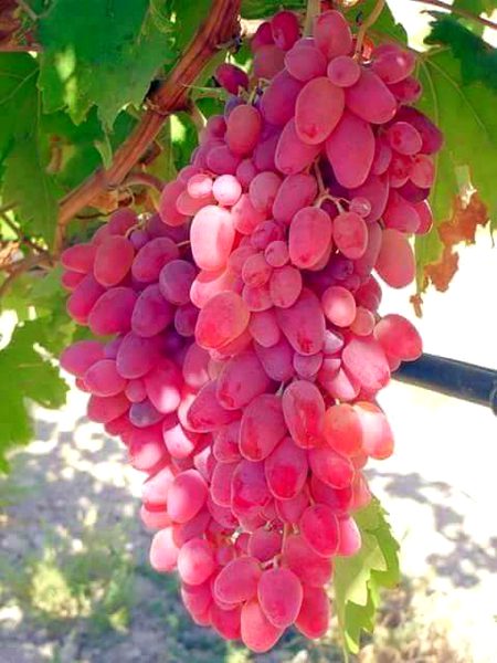 Beautiful Nature image