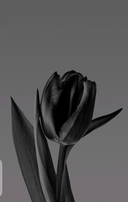 Black rose🖤🖤...