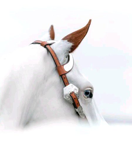 "برداشت کے کانوں سے سُنو، رحم کی آنکھوں سے دیکھو اور مُحبت کی زُبان سے بات کرو۔
آخر میں صرف وہ ہی تمہارے ساتھ رہیں گے جنہوں نے تمہاری روح کی خوبصورتی کو دیکھا اور وہ جو تمہارے ظاہر سے متاثر ہوئے تھے وہ چلے جائیں گیں۔"🤍