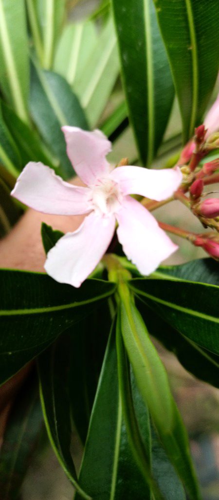 Today's click...n1 PYARA H NA FLOWER???