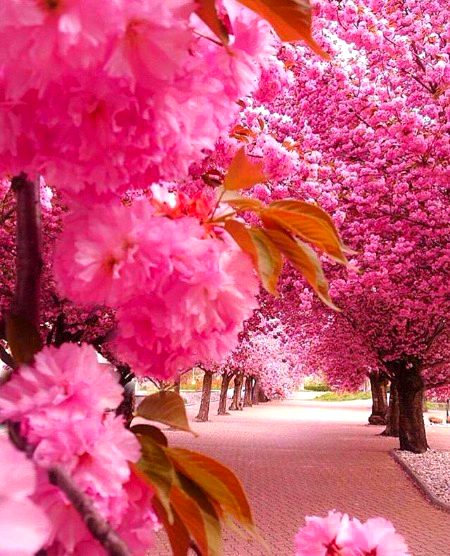 BEAUTIFUL NATURE