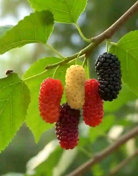 آپ نے یہ پھل کبھی کھایا؟
آپ کے علاقے میں اسے کیا بولتے ہیں۔