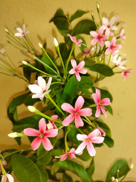 NATURE BEAUTY