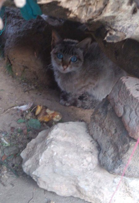 نیلی آنکھوں والی
 ZaRRaaR💔🥀