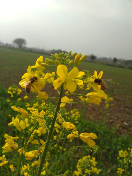 Beauty of Nature.
 ZaRRaaR💔🥀