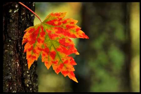Beautiful Nature image
