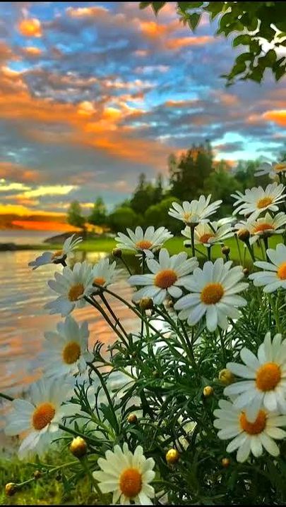 Beautiful flowers 🌷