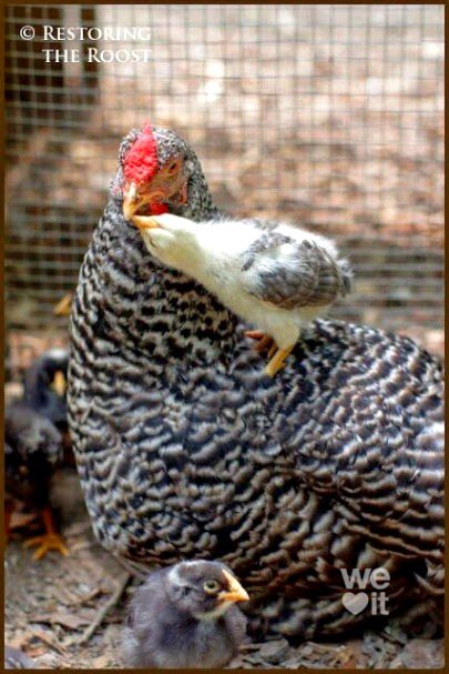 Beautiful Nature image