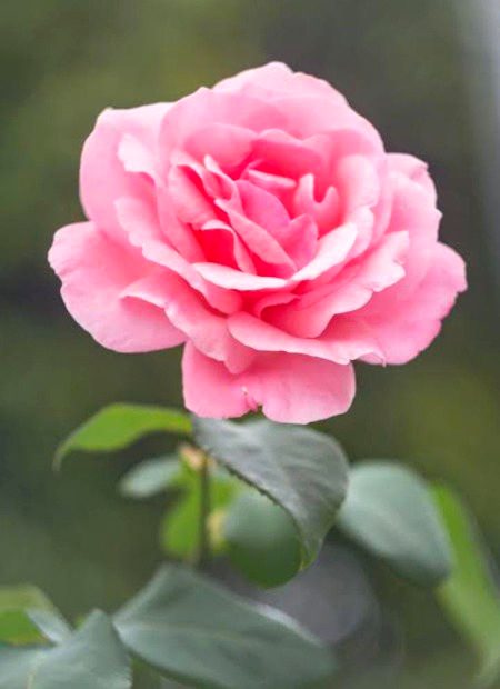 Beautiful Nature image