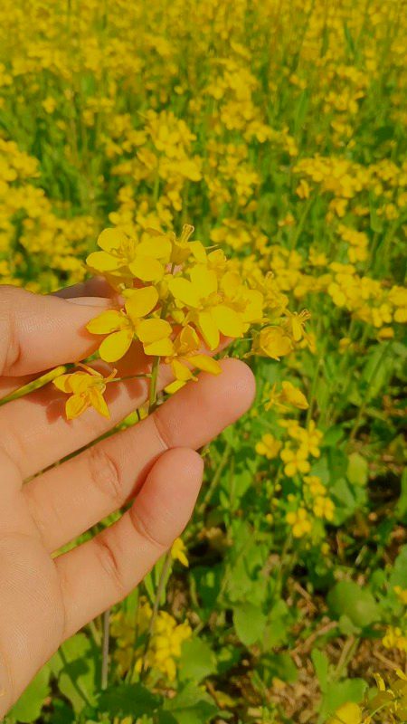 Beautiful Nature image