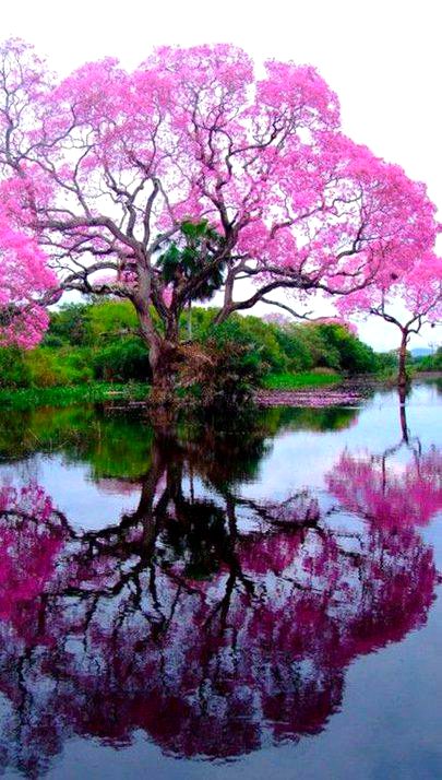 BEAUTIFUL NATURE