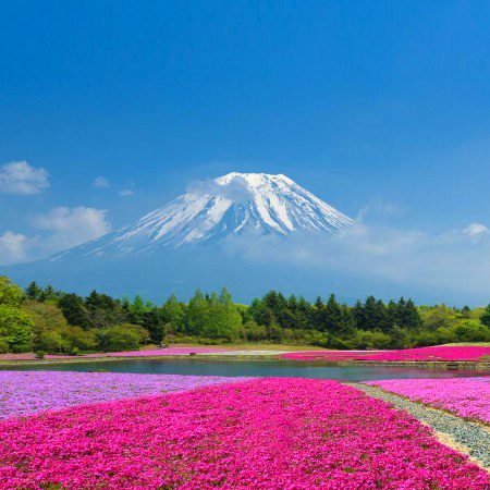 Beautiful Nature image
