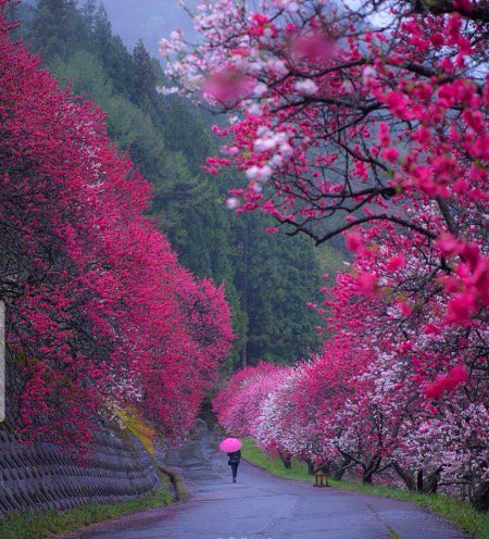 Beautiful Nature image