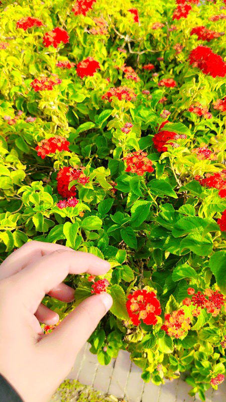 Beautiful Nature image