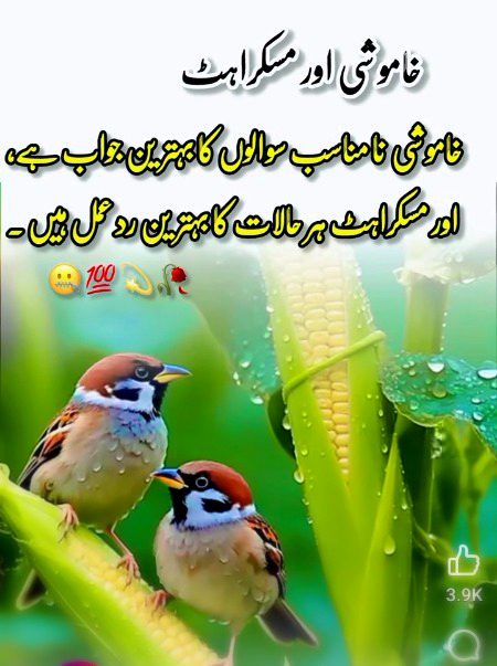 Saim 🌷🌷🌷