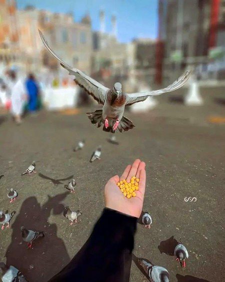 Niki kar Dhariya mai dal.