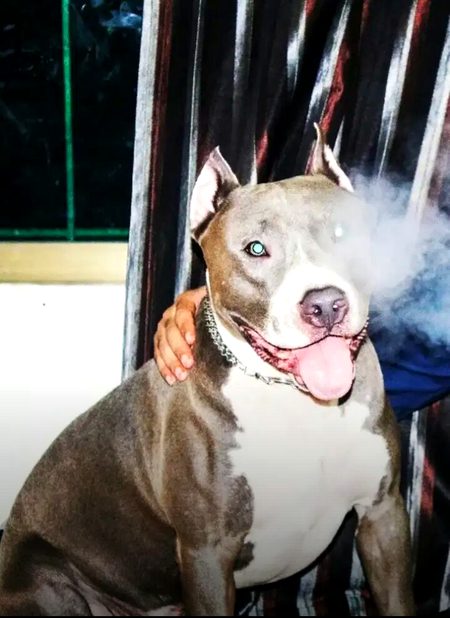 ڈھونڈنے جو نکلے ھم کوئی وفادار
.a1
✌🔥🎭میرے کتے سے زیادہ کوئی وفادار نہ ملا