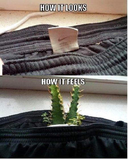 Memes & Satire image