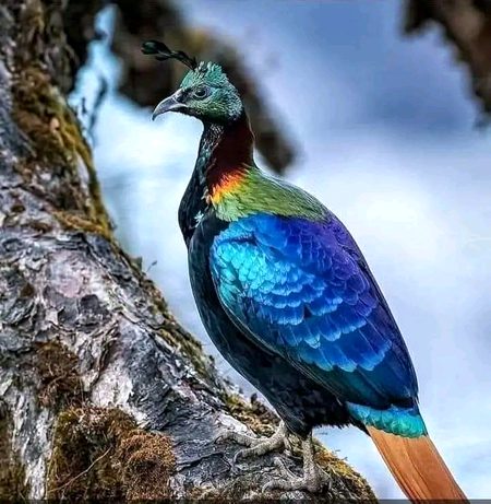 Beautiful Nature image