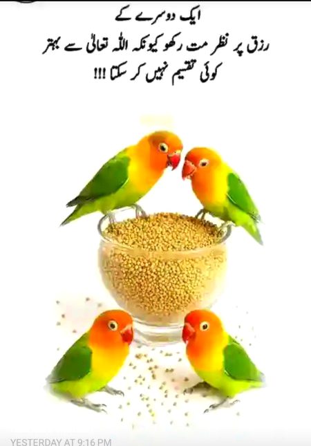 Gud nit