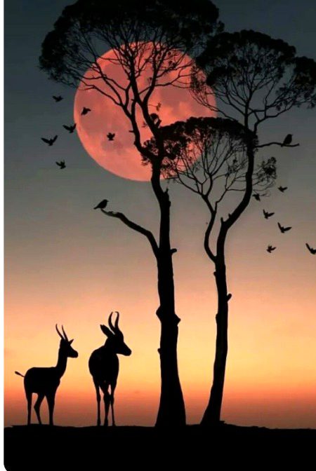 Beautiful Nature image