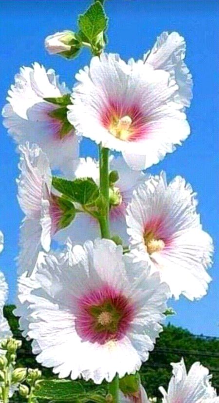 Beautiful Nature image