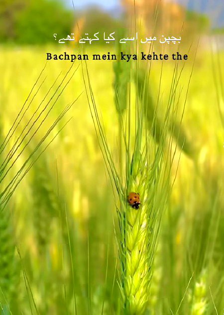 Beautiful Nature image