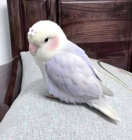 اگر میں زمین پر تمہیں پانے سے محروم رہا تو میں آسمان پر تمہارا انتظار کروں گا