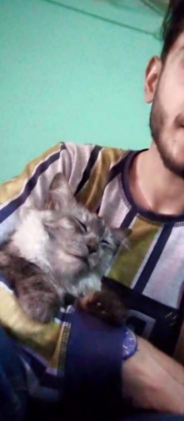 کالی بلی سے ڈرتے ہیں لوگ
اپنے کالے کرتوتوں سے نہیں ڈرتے
Silver pure siberian 
🥰Mera Shona kitto