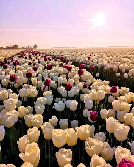 Beautiful Nature image