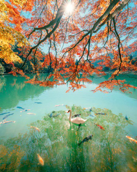 Beautiful Nature image