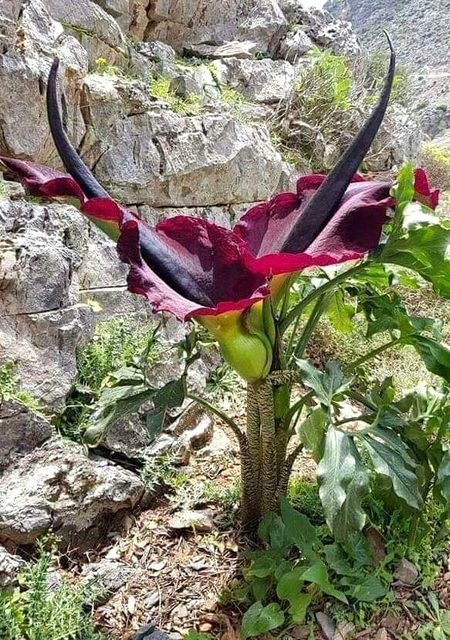 Markhor plant