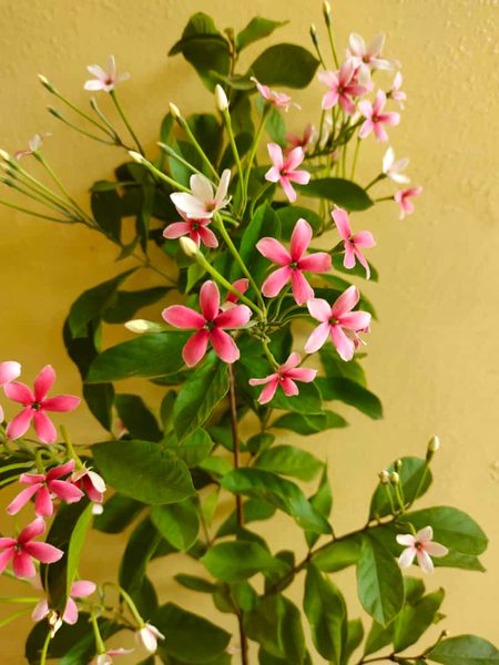 Beautiful Nature image