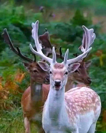 Beautiful Nature image