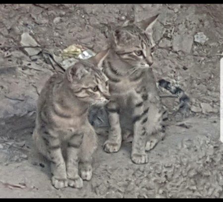 cat hamary village me :p