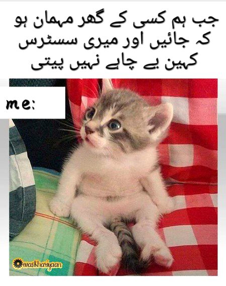 Memes & Satire image