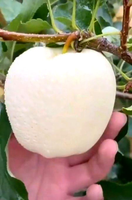 New Apple for dd