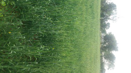 Background   of my  Home ❤