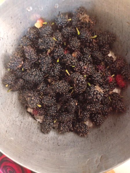 Black Mulberry سیاہ شہتوت
